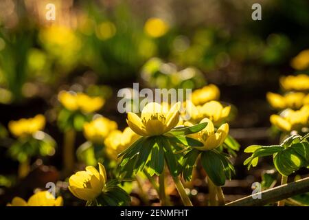 Portrait d'une Aconite jaune d'hiver Banque D'Images