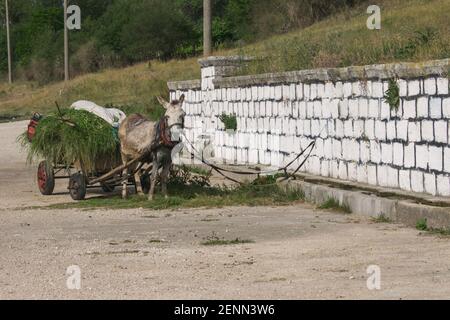 Mule sur la gauche avec un chariot de transport plein d'herbe. Photo de campagne d'un âne maîtrisée avec un chariot, plein de paille et de blé. Banque D'Images