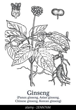 Ginseng. Vecteur plante dessinée à la main. Croquis de plantes médicinales vintage. Illustration de Vecteur