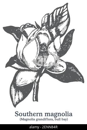 Magnolia du sud. Vecteur plante dessinée à la main. Croquis de plantes médicinales vintage. Illustration de Vecteur