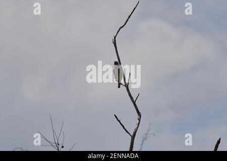 Le faucon de bord de route, Rupornis magirostris, est un oiseau de proie relativement petit, assis sur des branches sèches dans le désert de Tatacoa en Colombie, en Amérique du Sud Banque D'Images