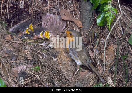 European Robin, erithacus rubecula. Adulte au nid avec cinq poussins exigeant Banque D'Images