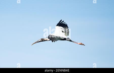 Wood Stork Banque D'Images
