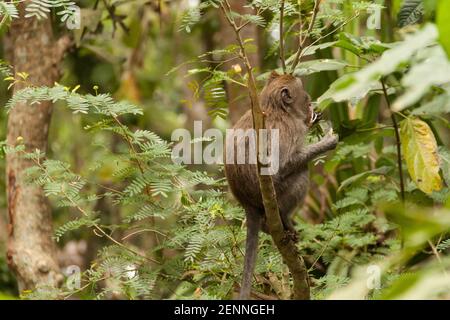 Une image de profil d'un macaque à longue queue (macaca fascicularis) à la forêt de singes d'Ubud, assis sur une branche d'arbre Banque D'Images