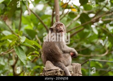 Un bébé crabe mangeant macaque (macaca fascicularis) avec de grands yeux assis sur un arbre Banque D'Images