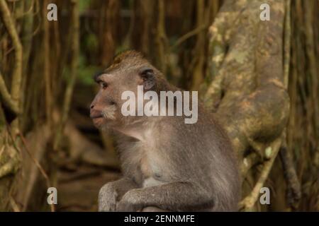 Profil d'un singe à la Forêt des singes sacrés Banque D'Images