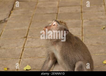 Un macaque mangeant du crabe (macaca fascicularis) est à la recherche de son gardien et d'attente pour la nourriture Banque D'Images