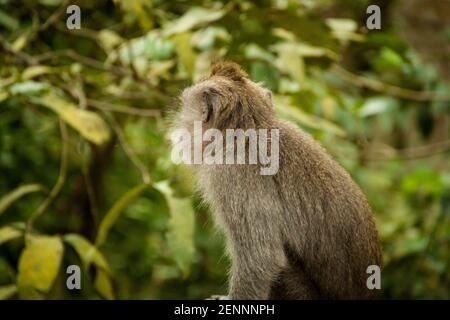 Une image de profil d'un macaque à queue longue (macaca fascicularis) À la forêt de singes d'Ubud Banque D'Images