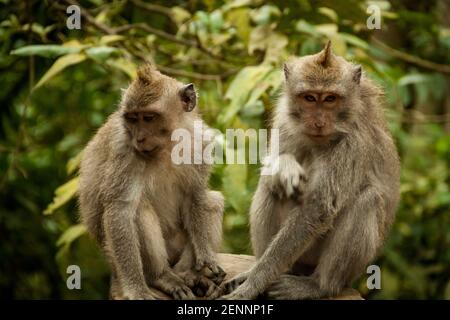 Deux petits singes (macaque à queue longue) Banque D'Images