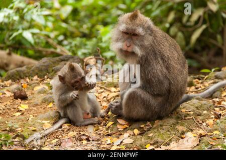 Un petit singe macaque à longue queue (macaca fascicularis) piquant les feuilles et assis avec sa mère à la forêt de singes sacrés à Ubud, Bali Banque D'Images