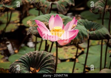 Fleur de lotus rose dans le jardin de Lotus par le temple de Saraswati (Palais Ubud) à Bali Banque D'Images