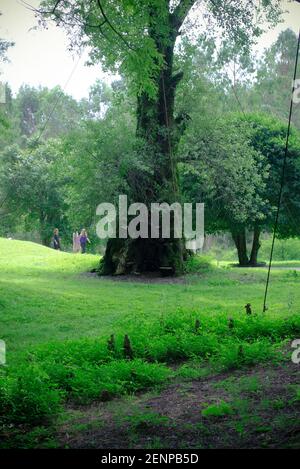 Shekvetili Dendrologic Park Banque D'Images