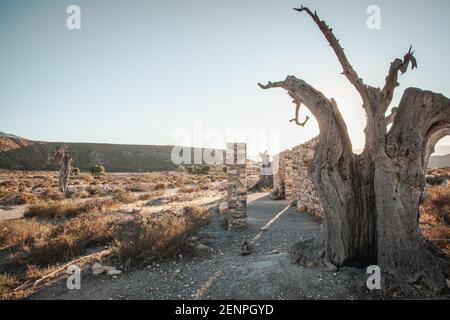 Vieux Olvien mort arbre dans le jeu de film de la Tabernas Desert Paysage Almeria Espagne Banque D'Images