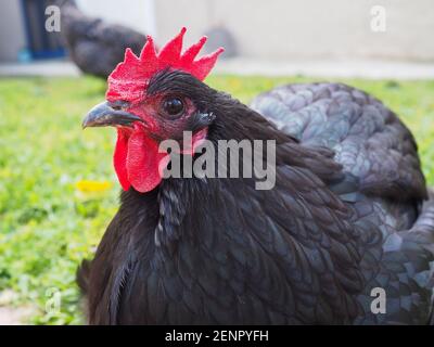 Un Australorp noir se trouve sur une pelouse Banque D'Images