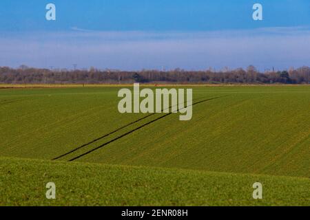 Champs agricoles en pente près de Maastricht jusqu'à l'horizon où un La rangée d'arbres constitue une frontière naturelle entre les pays-Bas Et la Belgique Banque D'Images