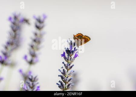 Petit papillon du genre Lycaena perché sur des fleurs de lavande Banque D'Images