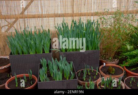 Semis de fleurs de printemps en pots disposés en rangée. Banque D'Images