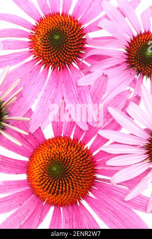 Conefleet (Echinacea purpurea) - plusieurs fleurs d'en haut Banque D'Images