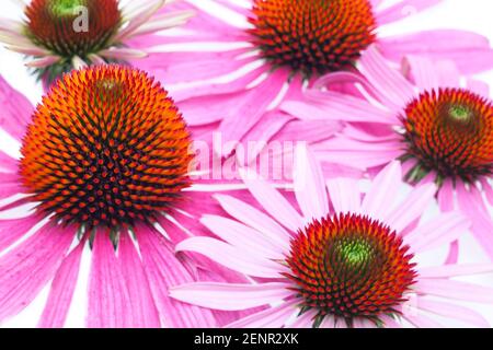 Conefleet (Echinacea purpurea) - surface des fleurs Banque D'Images