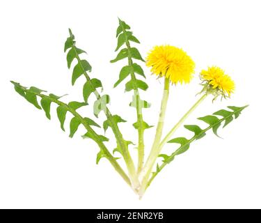 Pissenlit (Taraxacum officinale) feuilles et fleurs pour salade Banque D'Images