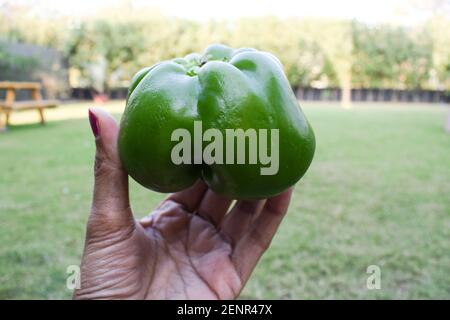 Palmier femelle avec vue latérale sur le poivron vert ou le poivron vert sur fond blanc. Petit type de légume shimla mirch, frais et biologique asiatique Banque D'Images