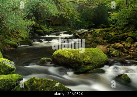 La rivière Plym serpente à travers des rochers recouverts de mousse à Dewerstone Woods, Dartmoor, Royaume-Uni. Banque D'Images