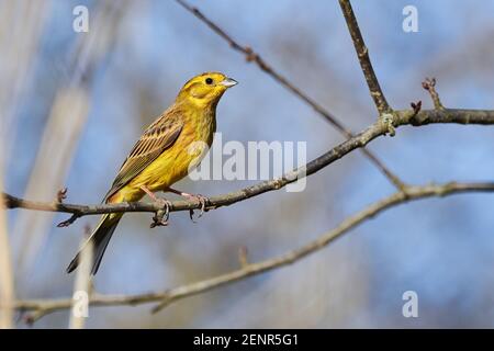 Yellowhammer (Emberiza citrinella) magnifique oiseau assis sur une branche, gros plan Banque D'Images