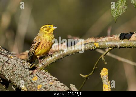 Yellowhammer (Emberiza citrinella) magnifique oiseau assis sur une branche, gros plan Banque D'Images