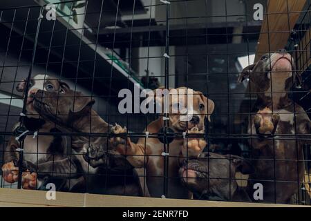 chiots pitbull à l'intérieur d'une cage dans un abri Banque D'Images