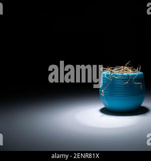 L'herbe séchée dans une casserole dans le noir brille lumière blanche. Une fleur fanée sur fond noir est éclairée par la lumière. La fleur intérieure est sèche. Clos Banque D'Images