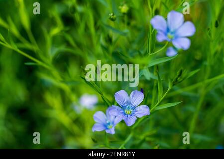 Les plantes de Linum usitatissimum aussi appelées graines de lin qui est la petite graine rouge-brun ou jaune doré de la plante commune de lin Banque D'Images