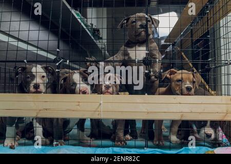 chiots pitbull à l'intérieur d'une cage dans un abri Banque D'Images