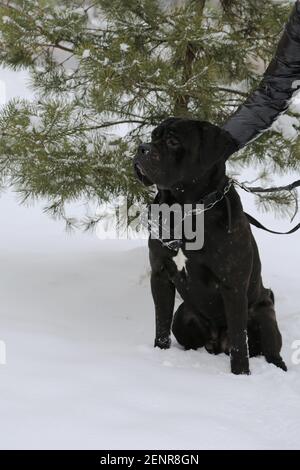 Un grand chien est assis près d'un pin en hiver. Un animal de compagnie dans le fond de neige. Gros plan. Un animal de compagnie de race pure avec son propriétaire lors d'une promenade le jour d'hiver. Canne Banque D'Images