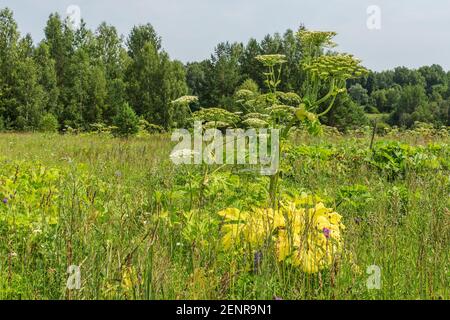 Heracleum. Fleurs et feuilles d'une plante géante dans le champ. Banque D'Images