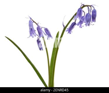 Fleur violette de scilla , fleur de bleuet, isolée sur fond blanc Banque D'Images