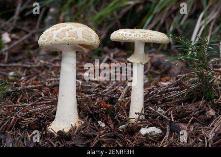 Champignon incomestible Amanita citrina dans la forêt d'épicéa. Connu sous le nom de fausse calotte de mort ou citron Amanita. Champignons sauvages poussant dans les aiguilles. Banque D'Images