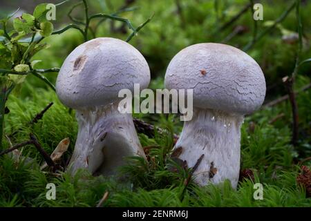 Champignon incomestible Cortinarius traganus dans la forêt d'épinette. Connu sous le nom de tête de gondole géssy. Champignons sauvages poussant dans la mousse. Banque D'Images