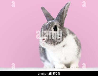 Un joli lapin gris et blanc de race mixte Dwarf devant un fond rose Banque D'Images