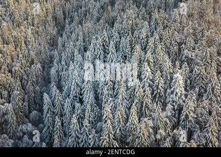 Paysage aérien de forêt de montagne en hiver couvert de neige. Lumière du soleil sur les épinettes blanches. Banque D'Images