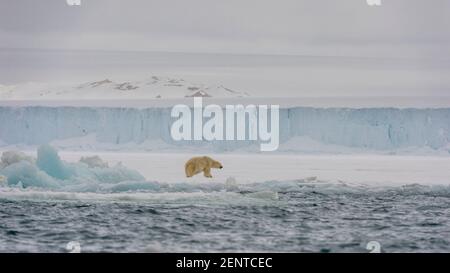 Ours polaire (Ursus maritimus) marchant le long de la bordure sud de la calotte glaciaire d'Austfonna, Norgaustlandet, Svalbard, Norvège. Banque D'Images