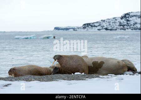 Les morses de l'Atlantique (Odobenus rosmarus), Vibebukta, Austfonna, Nordaustlandet, îles Svalbard, Norvège. Banque D'Images