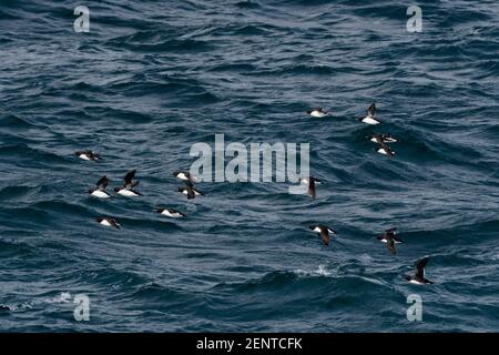 Guillemots de Bruennich (Uria lomvia), Alkefjellet, Spitsbergen, Iles Svalbard, Norvège. Banque D'Images