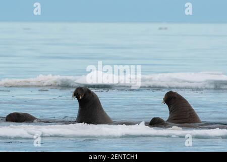 Les morses de l'Atlantique, Odobenus rosmarus, dans l'eau froide de l'Arctique. Banque D'Images