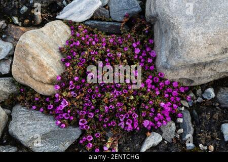 Saxifrage violet (Saxifraga oppositifolia) en fleur. Banque D'Images