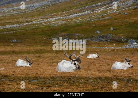 Renne svalbard (Rangifer tarandus), Varsolbukta, baie de Bellsund, Van Mijenfjorden, Spitsbergen, Îles Svalbard. Banque D'Images