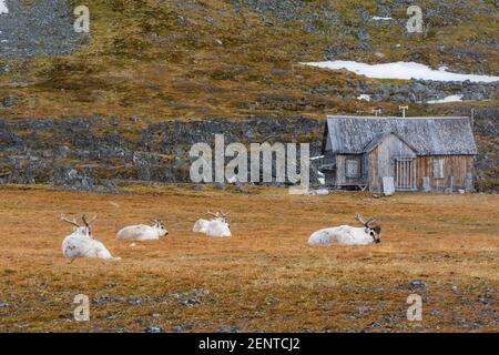 Rennes Svalbard, Rangifer tarandus, dans la toundra sous une chute de neige. Banque D'Images