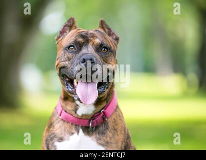 Un chien de race mixte Pit Bull Terrier bringé avec un chien cultivé oreilles Banque D'Images