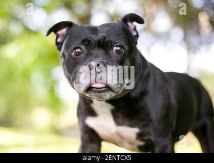 Un chien mixte de Boston Terrier qui tire sa langue Banque D'Images