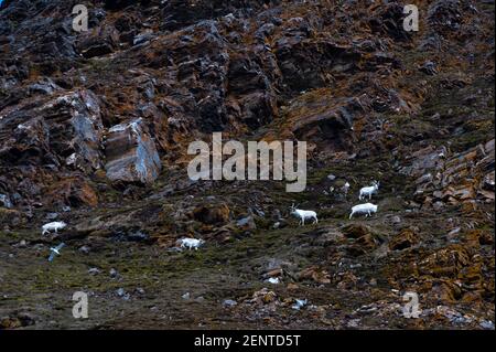 Rennes svalbard, Rangifer tarandus platyrhynchus, paître sur une montagne à Krossfjorden. Banque D'Images