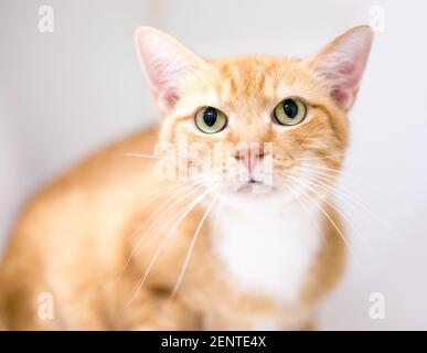 Un chat court avec tabby orange et des marques blanches Banque D'Images